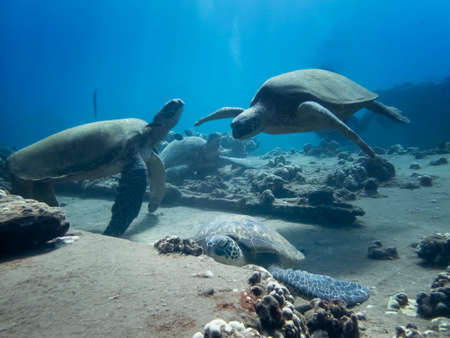 Group of Hawaiian green sea turtles gathered together on coral reef underwater with fish.