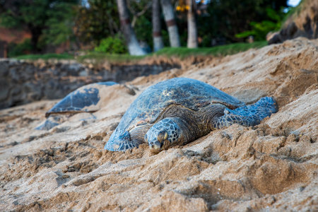 Hawaiian green sea turtles sleeping on sandy beach in Maui.