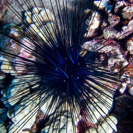 Blue black spiny sea urchin from top down showing neon color and design in center.  Artistic and abstract nature image.の写真素材