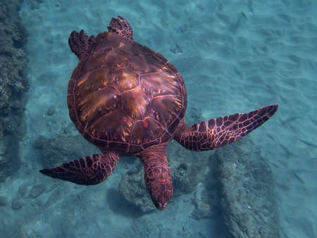 Hawaiian green sea turtle from above with beautiful shell and rusted fishing hook and line...