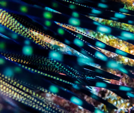 Lines spikes dots in bright neon colors in close up abstract look at a sea urchin underwater.の写真素材