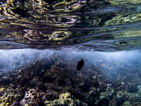 Black tropical fish with coral reef reflected in underside of ocean surface artistic image from Hawaii.の写真素材