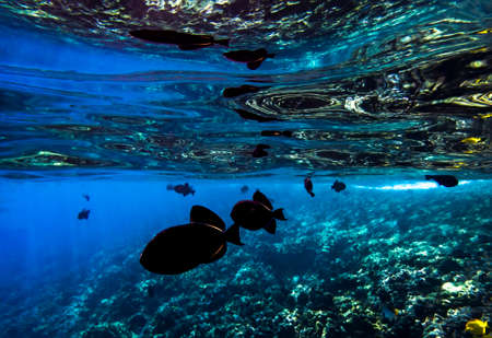 Coral reef and fish reflected in ocean surface conceptual image taken underwater in Hawaii.の写真素材