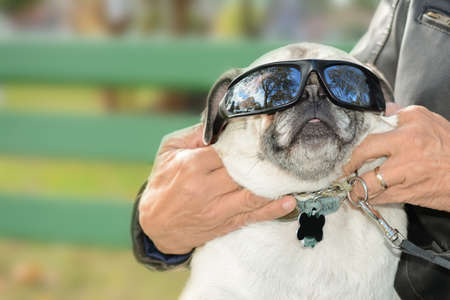 A pug dog, close up. Wearing sunglasses.の写真素材