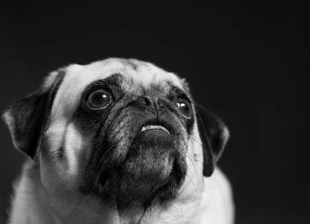 A pug dog close up. Black and white.の写真素材