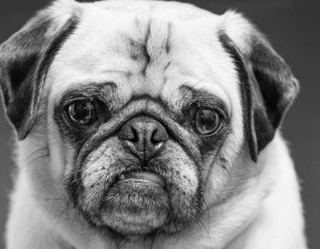 A pug dog close up. Black and white.の写真素材