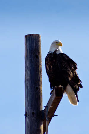 Bald Eagleの写真素材