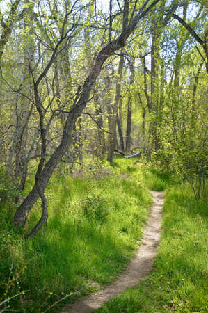Forest Pathway