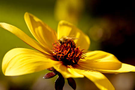 Bee on Flowerの写真素材