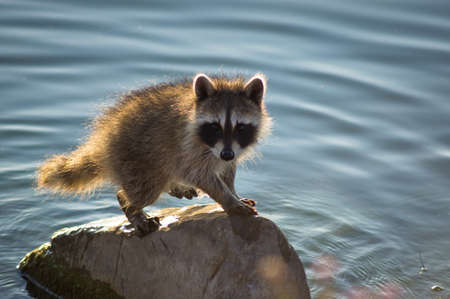 Raccoon on Rockの写真素材