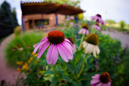 Echinacea の写真素材