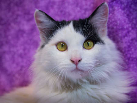 Cute white kitten who is interested in everything smiles for the cameraの写真素材
