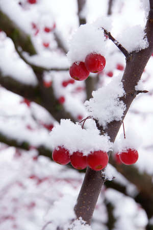 Snowy winterberry treeの写真素材
