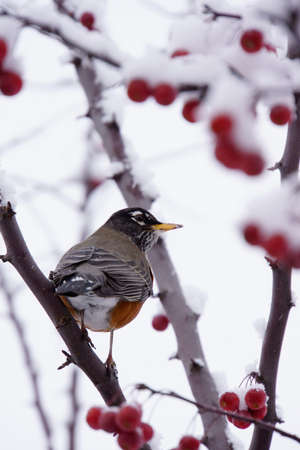 Robin in a berry tree covered in snowの写真素材