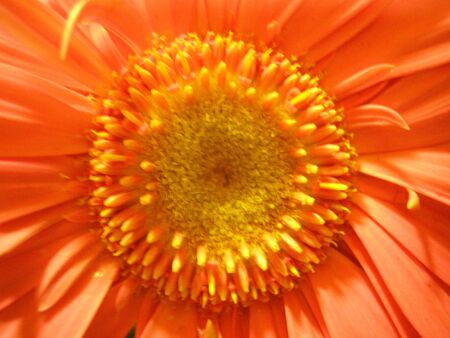 Margheritaの写真素材