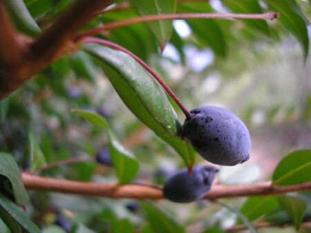 Mirtoの写真素材