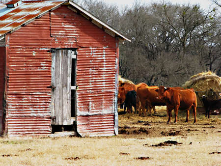 Texas Lifeの写真素材