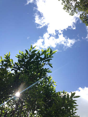 Blue sky with clouds and sunlight on green leaf nature