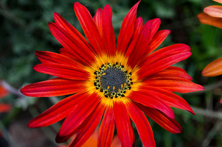 red flower with yellow center