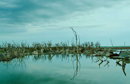 desolate landscape of petrified trees in Lake Epecuen, Argentina