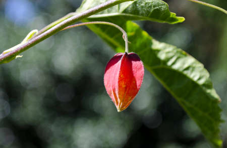 red hanging flower with bokeh backgroundの写真素材