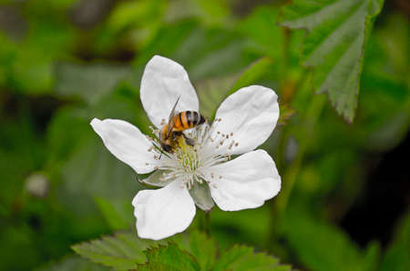 bee pollinating white flowerの写真素材