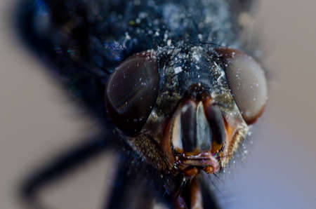 fly in macro photographyの写真素材