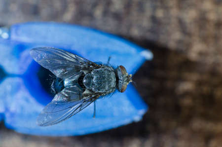 fly in macro photographyの写真素材