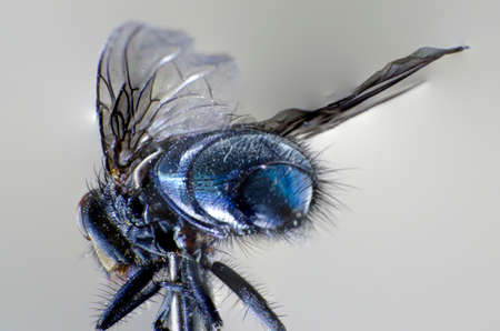 fly in macro photographyの写真素材