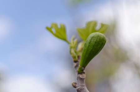 fig growing with bokeh background