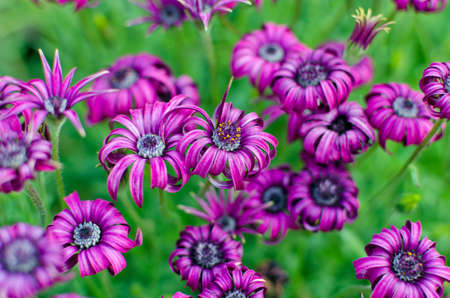 group of violet flowers on green background