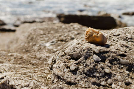 snail with beach backgroundの写真素材