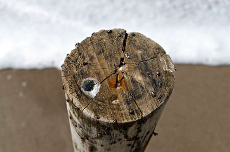 trunk on the beach with many lady beetles