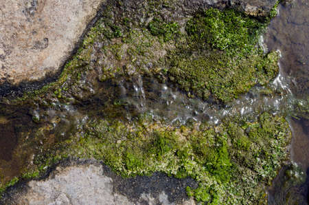 bottom of rocks, algae and water