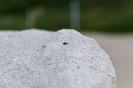 sandy background with lady beetle