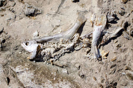 rotten fish in the breakwater