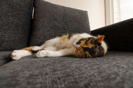 three-colored cat resting on the sofaの写真素材