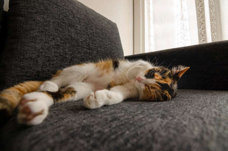 three-colored cat resting on the sofaの写真素材