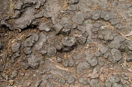 tree roots in the forest