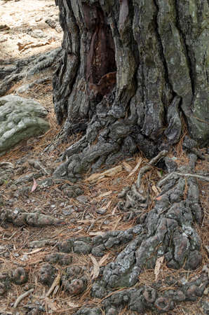 tree roots in the forest