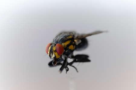 colorful fly in macro