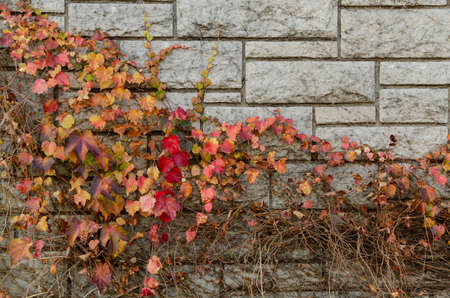 purple leaves on stones backgroundの写真素材