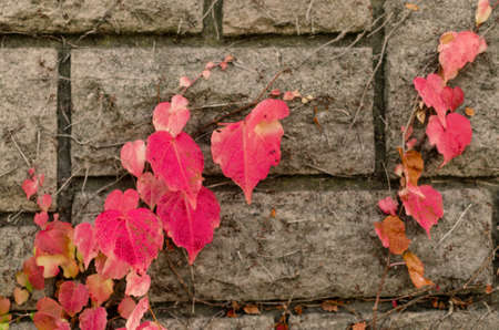 purple leaves on stones backgroundの写真素材