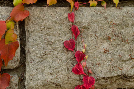 purple leaves on stones backgroundの写真素材