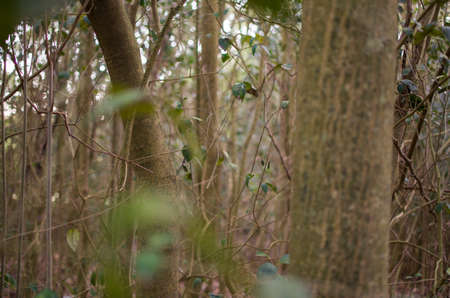 lush forest background. mystery nature