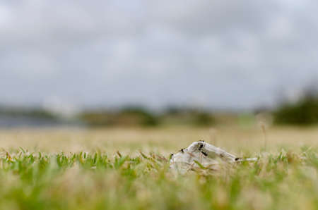 Ants on the grass with bokeh background