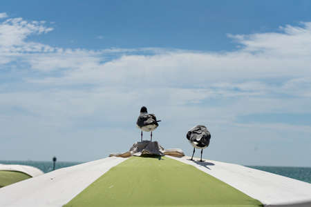 Seagulls over the tents in Clearwater Beachの写真素材