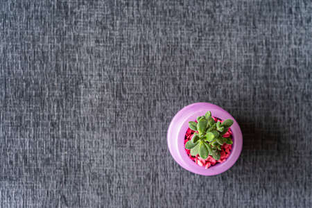 Small green plant in pink pot, on gray background.