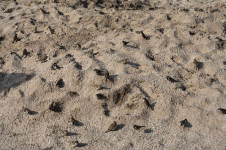 Group of sparrows on the beach sand.の写真素材