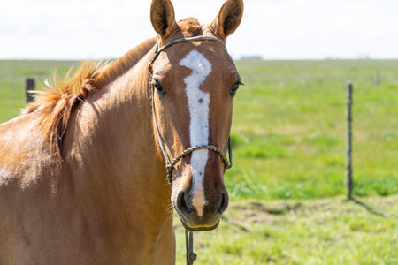 Portrait of a horse in a sunny meadow in springtimeの写真素材